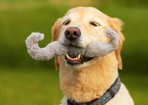 Забавные собаки со своими любимыми игрушками (28 фото)