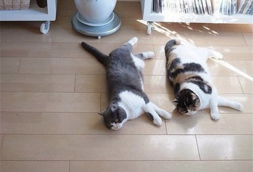 Коты, которые любят всё делать одновременно (20 фото)