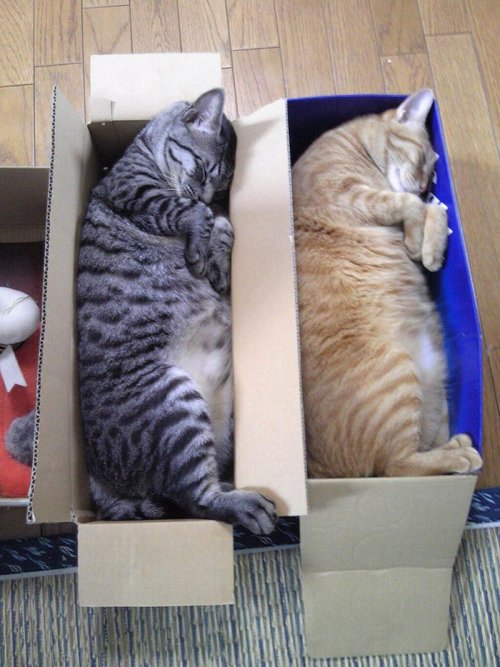 Коты, которые любят всё делать одновременно (20 фото)