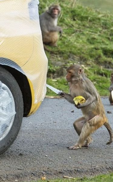 Пузырчатая плёнка для защиты автомобиля от обезьян (4 фото)