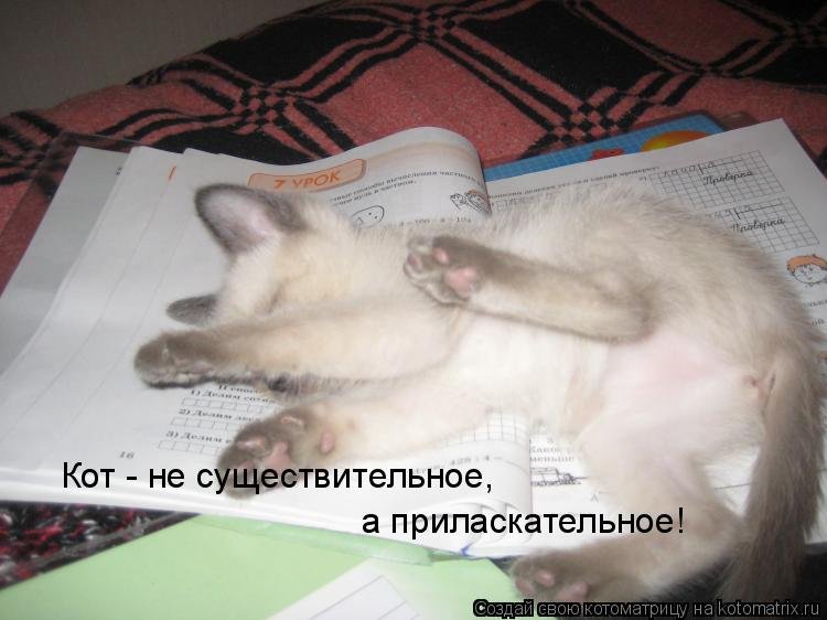 Не хотят учиться форум. Ученье свет кот. Котик на уроке. Не хочу учиться хочу жениться. Кот урка.