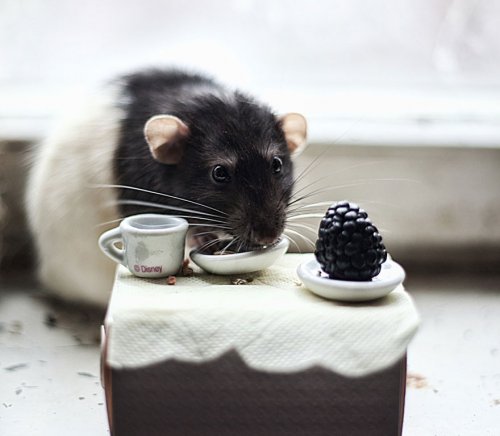 Очаровательные крысы (27 фото)