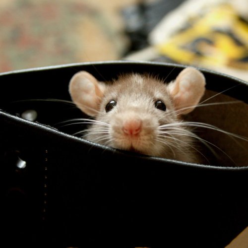 Очаровательные крысы (27 фото)
