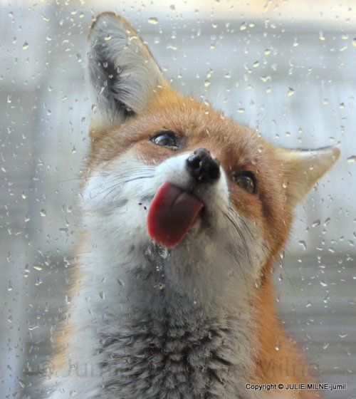 Забавные животные лижут стекло (27 фото)