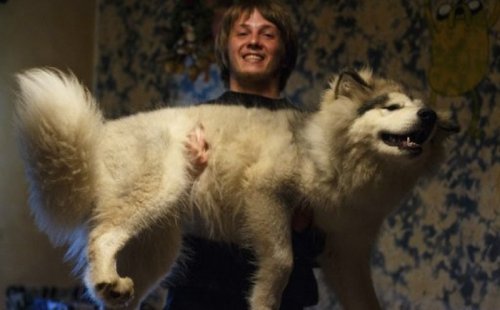 Аляскинский маламут: из очаровательного щенка – в мохнатого гиганта (4 фото)