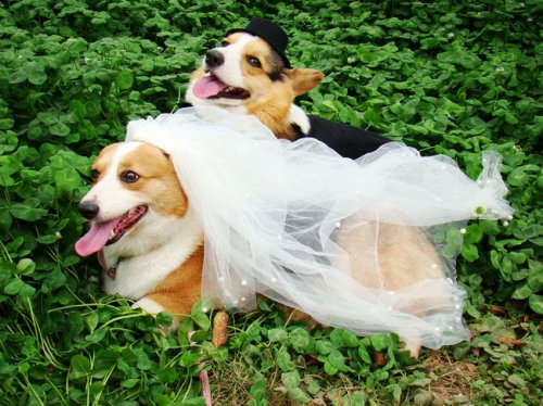 Прелестные животные в свадебных нарядах (18 фото)