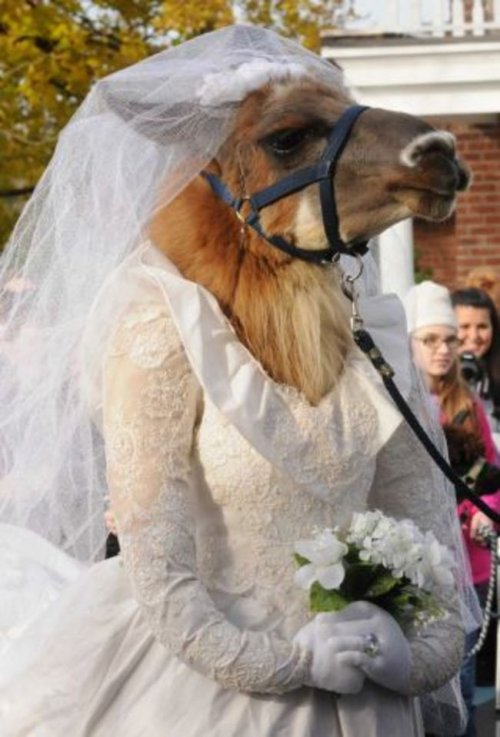 Прелестные животные в свадебных нарядах (18 фото)