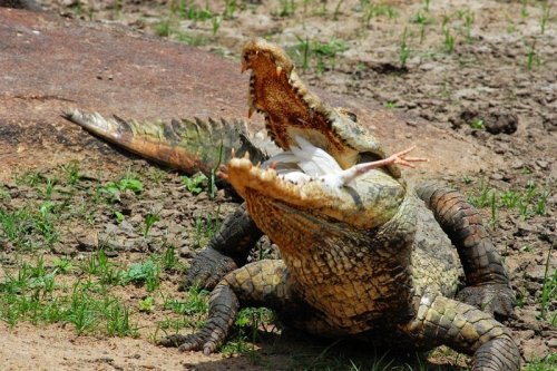 Миролюбивые крокодилы Паги (7 фото)