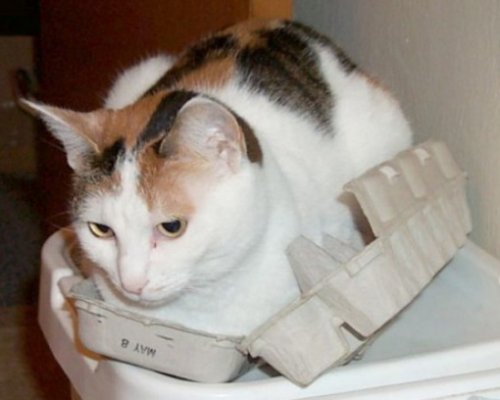 Кошки в коробках для яиц (10 фото)