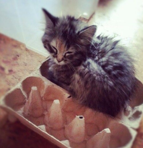 Кошки в коробках для яиц (10 фото)