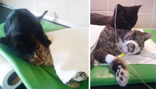 Кот-сиделка Радеменес, который помогает животным выздоравливать (10 фото)