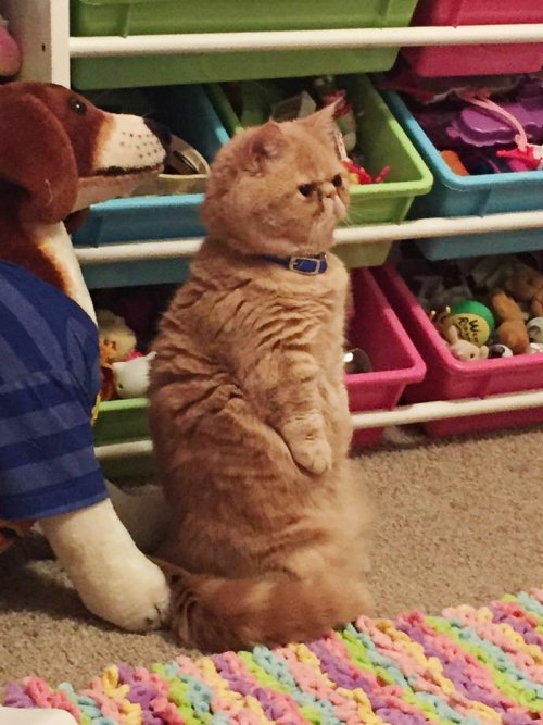 Кот Джордж, который любит стоять на задних лапах (8 фото)