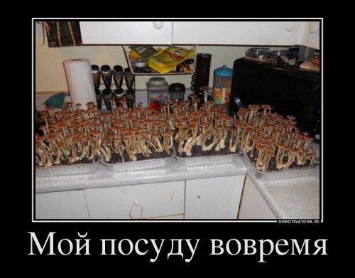 Демотиваторы-приколы (12 шт)