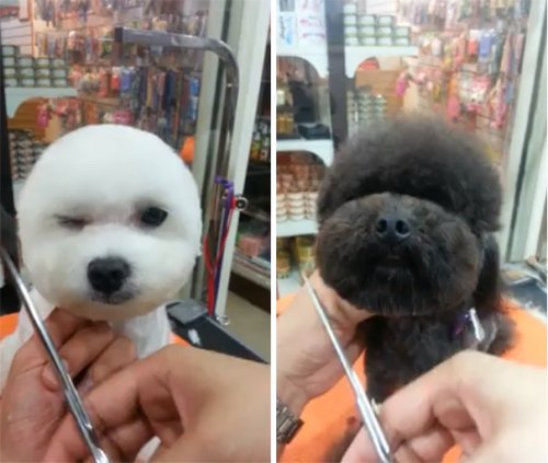 Тайваньцы массово делают своим собакам круглые и квадратные стрижки (8 фото)