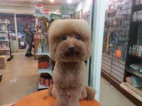 Тайваньцы массово делают своим собакам круглые и квадратные стрижки (8 фото)