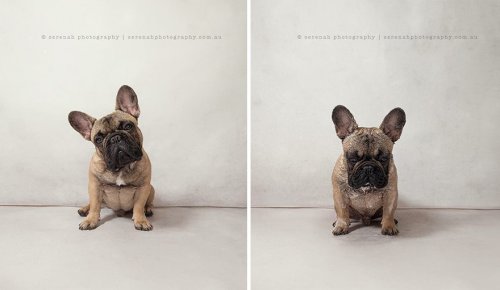 Собаки до и после купания в серии фотографий Серены Ходсон (7 фото)
