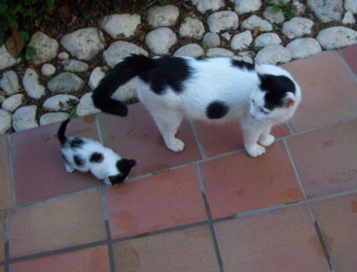Как две капли: котята и их родители (10 фото)