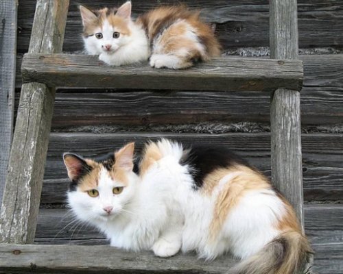 Как две капли: котята и их родители (10 фото)