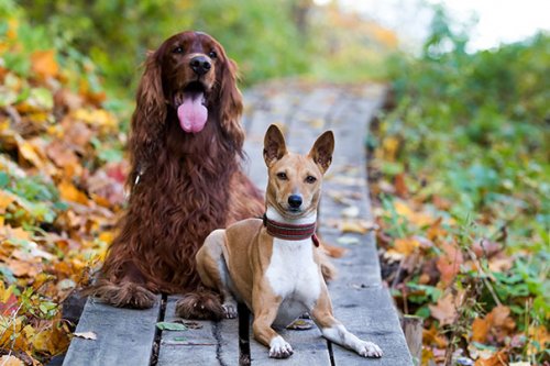 Очаровательная дружба между собаками (37 фото)