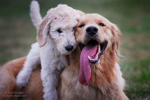Очаровательная дружба между собаками (37 фото)
