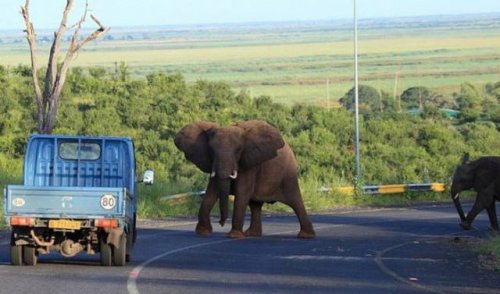 Слоны растоптали машину путешественников из Чехии (4 фото)