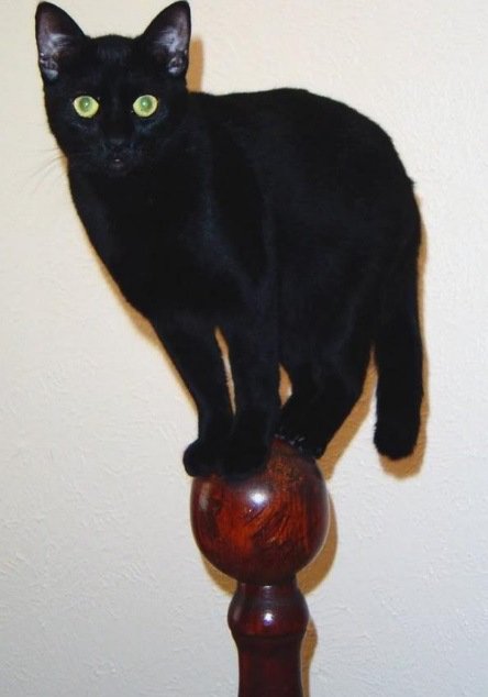 Умело балансирующие кошки (10 фото)