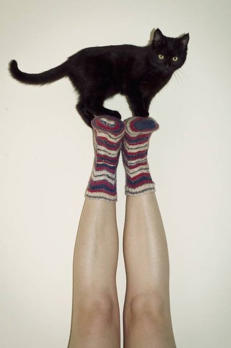 Умело балансирующие кошки (10 фото)