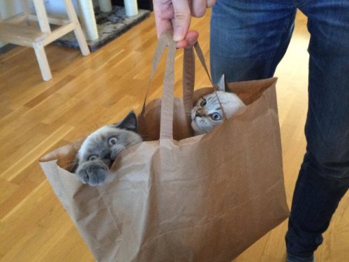 Смешные кошки в пакетах, кульках и сумках (20 фото)