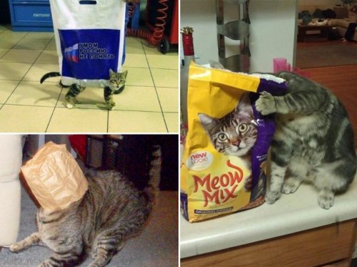 Смешные кошки в пакетах, кульках и сумках (20 фото)