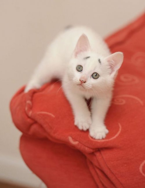Озадаченный котёнок Гэри – новая Интернет-сенсация (10 фото)