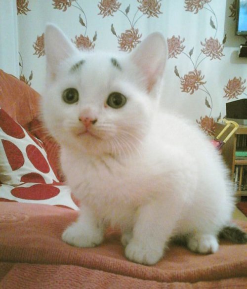 Озадаченный котёнок Гэри – новая Интернет-сенсация (10 фото)