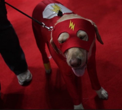 Собаки в костюмах персонажей фильмов и сериалов (10 фото)