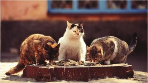 Суровые дворовые коты (19 фото)