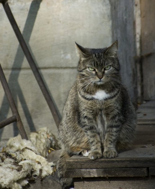 Суровые дворовые коты (19 фото)