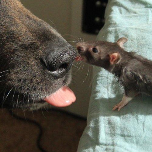 Лучшие друзья: голландская овчарка Осирис и крыса Рифф (12 фото)