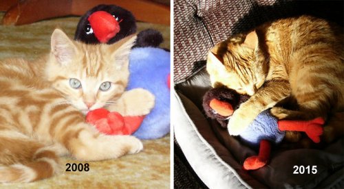 Домашние животные с любимыми игрушками тогда и сейчас (38 фото)