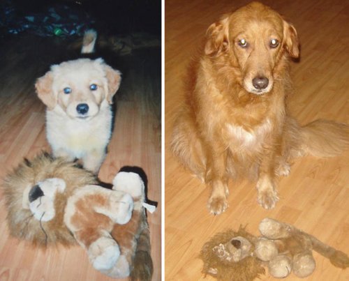 Домашние животные с любимыми игрушками тогда и сейчас (38 фото)