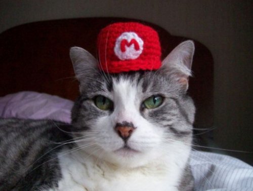 Кошки в образе Марио (10 фото)