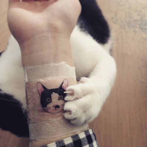 Татуировки кошек, которые делают в сеульском салоне Sol Tattoo (10 фото)