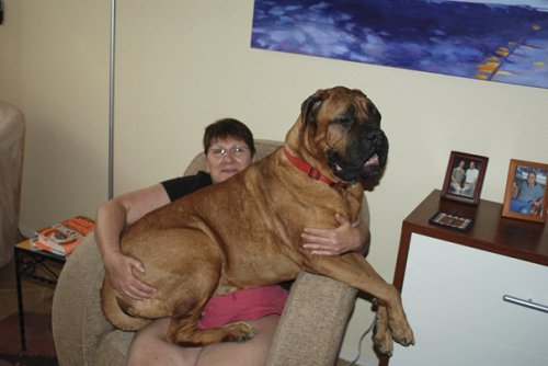 Большие собаки тоже очаровательны (35 фото)