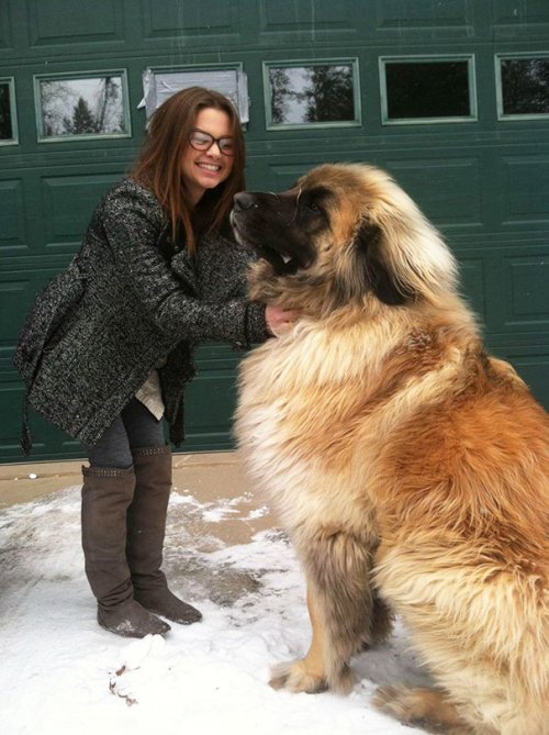 Большие собаки тоже очаровательны (35 фото)