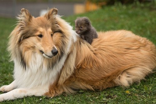 Собака усыновила лисёнка, потерявшего мать (13 фото)
