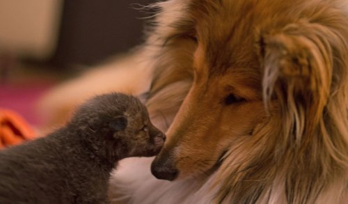 Собака усыновила лисёнка, потерявшего мать (13 фото)