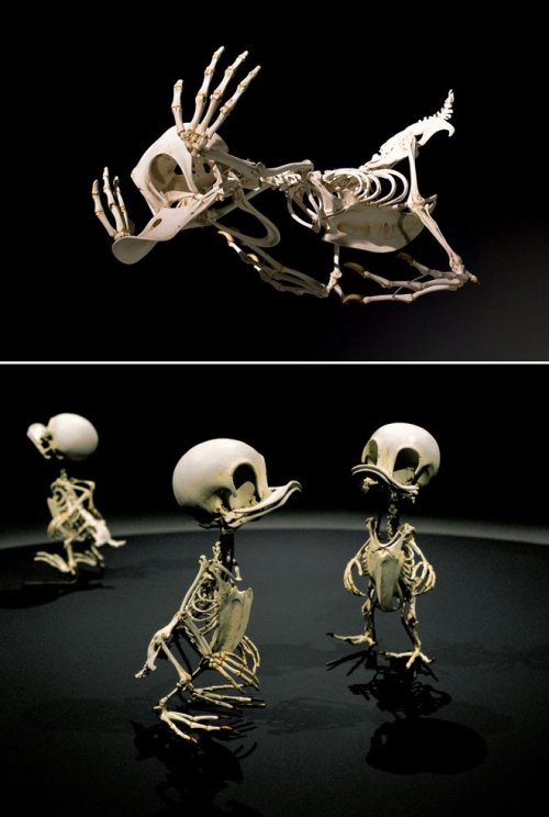 Скелеты диснеевских мультперсонажей (7 фото)
