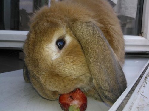 Животные тоже любят ягоды (20 фото)