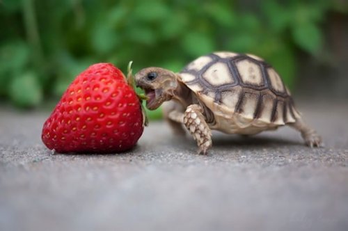 Животные тоже любят ягоды (20 фото)