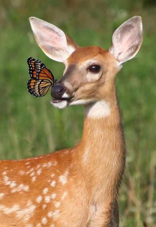 Очаровательные бабочки с различными животными (19 фото)