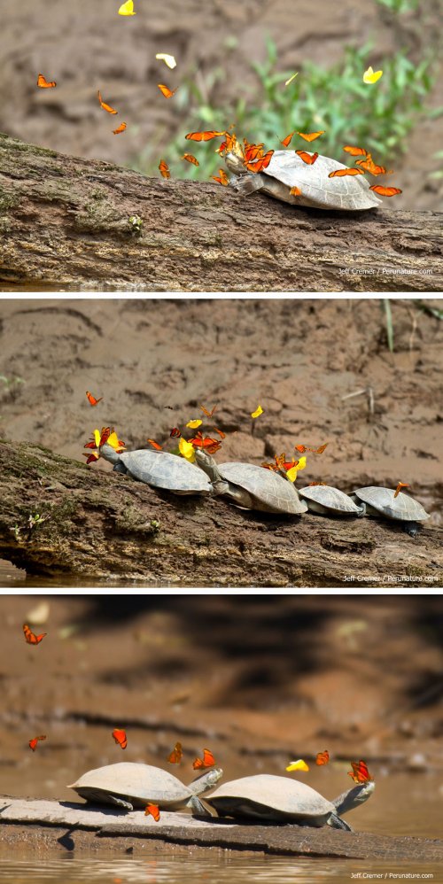 Очаровательные бабочки с различными животными (19 фото)