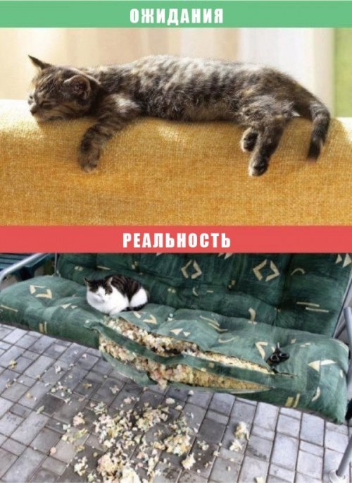 Жизнь с кошкой: ожидания vs. реальность (10 фото)