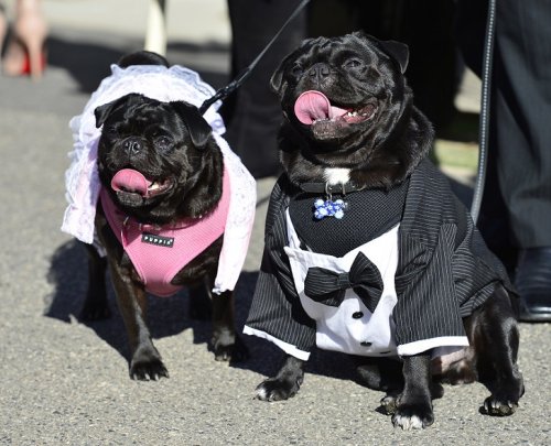 В Мельбурне состоялась собачья свадьба (13 фото)